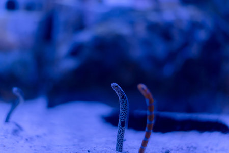 Underwater scene featuring eel like creatures emerging from the sandy ocean floor in a serene marine environment.の写真素材