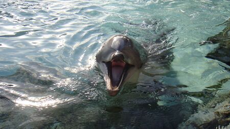 Dolphin smile in water. Dolphin in water. Dolphin head. Dolphin smilingの写真素材