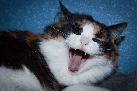 cat yawningの写真素材