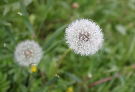 dandelion, flower in the grassの写真素材