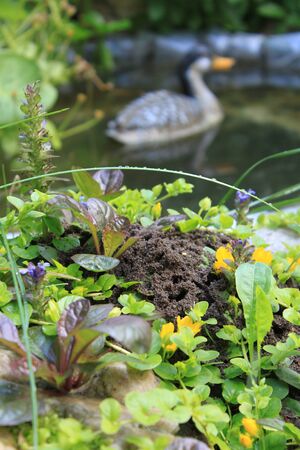 duck lakeの写真素材