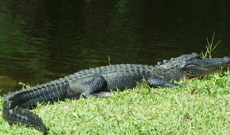 Alligatorの写真素材