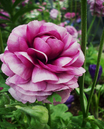 Purple Flowerの写真素材