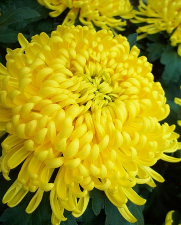 Yellow Chrysanthemum Flowerの写真素材