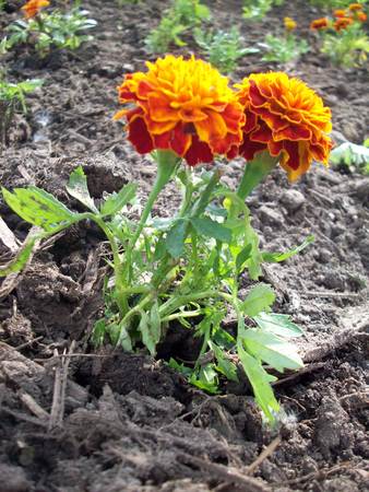 Marigold Flower In The Gardenの写真素材