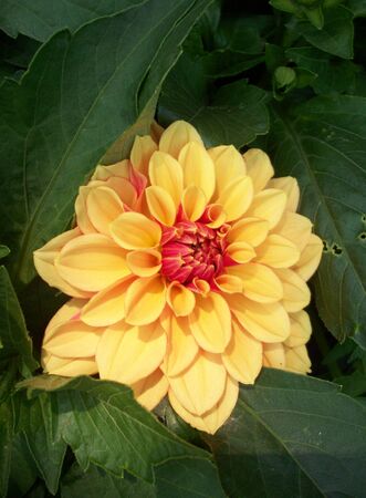 Dahlia Flowerの写真素材