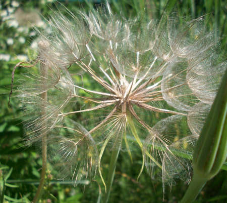 White Dandelionの写真素材
