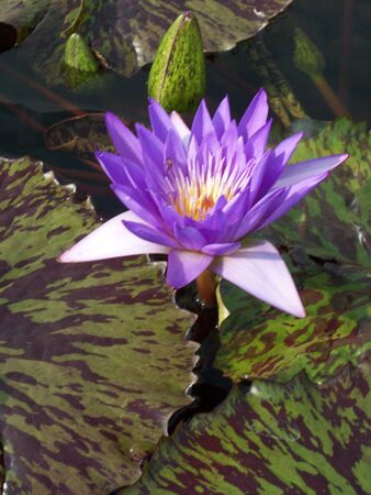 Water Lilyの写真素材