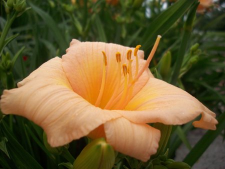 Lily Flowerの写真素材