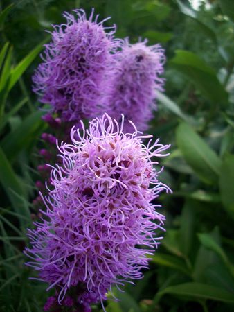 Liatris Plantの写真素材