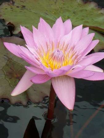 Water Lilyの写真素材