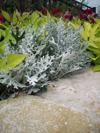 Dusty Miller Plantの写真素材