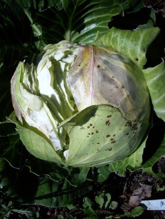 Cabbageの写真素材