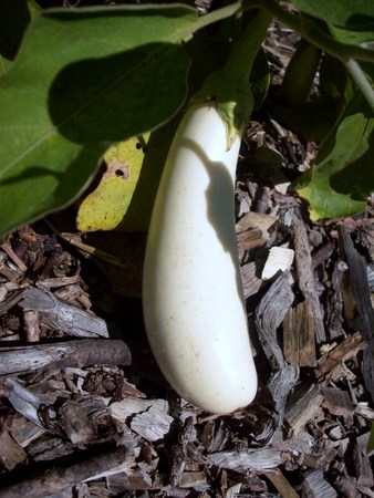 Eggplantの写真素材