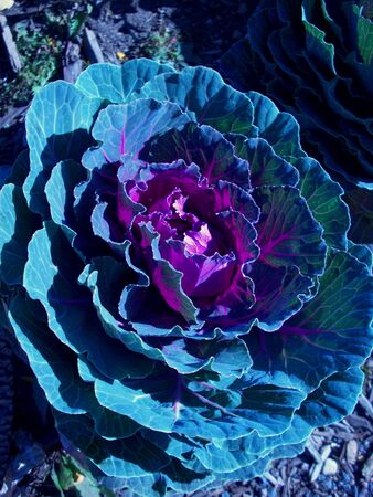 Kale