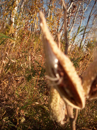 Milkweedの写真素材