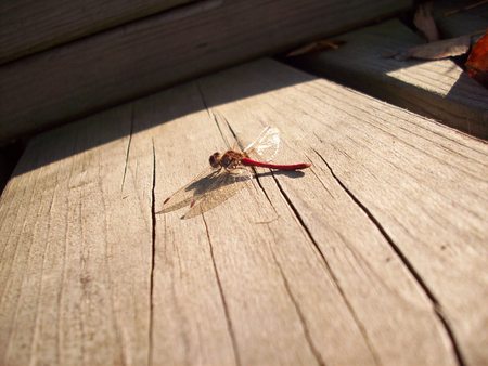 Dragonfly on Boardwalkの写真素材