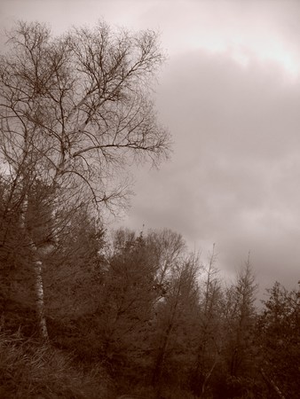 Trees and Cloudy Skiesの写真素材