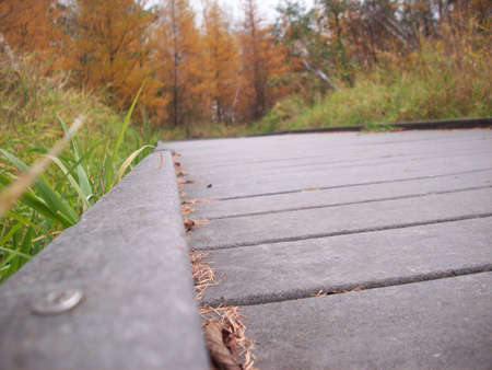Boardwalk in the Woodsの写真素材