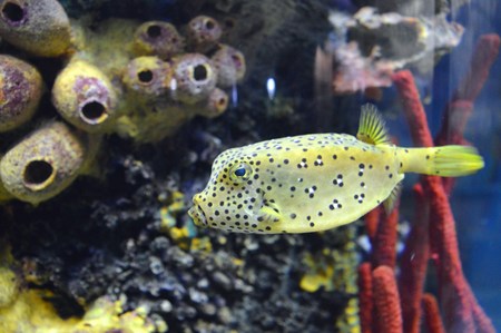 Box Fishの写真素材