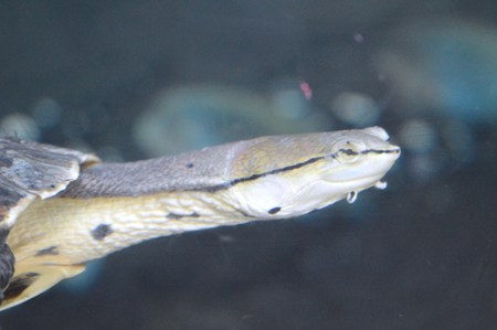 Turtleの写真素材