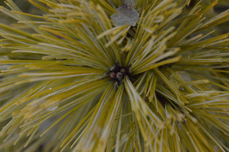 Needles on Branchの写真素材