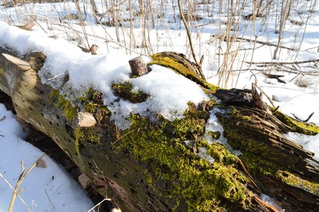 Moss on Logの写真素材