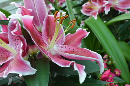 Lilyの写真素材