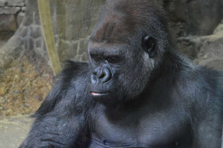 Gorillaの写真素材