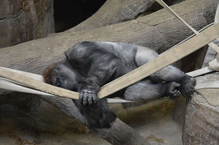 Gorilla