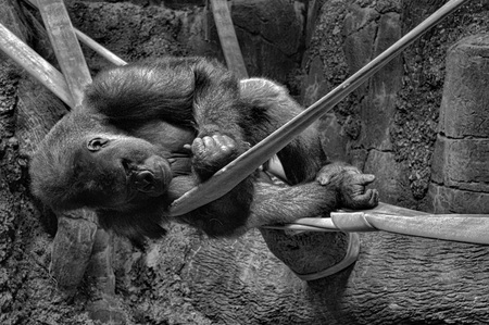 Gorillaの写真素材