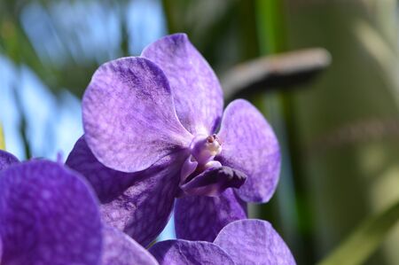 Orchid