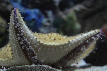 Starfish