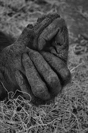 Orangutan Handsの写真素材