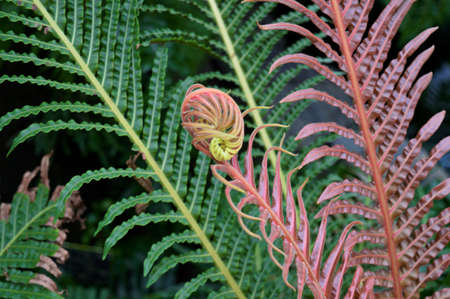 Fern