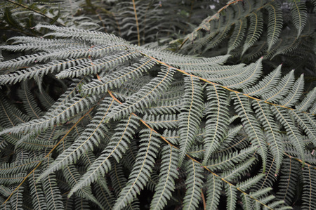 Fern