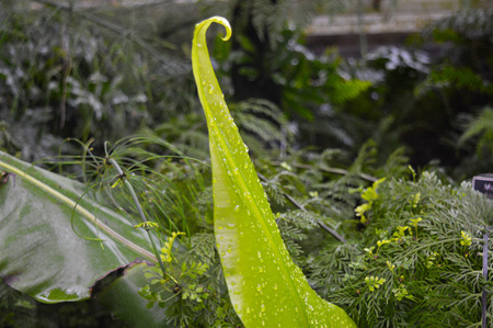 Fern