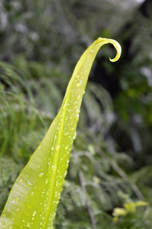 Fern