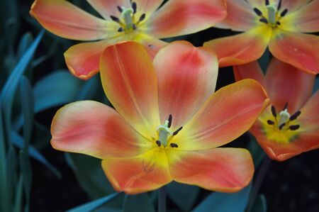Tulip
