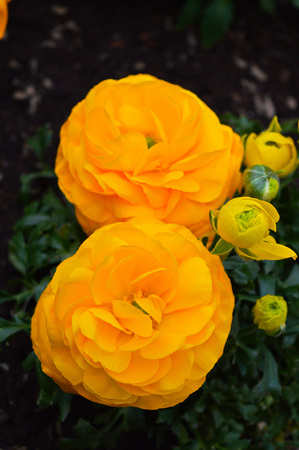 Ranunculus