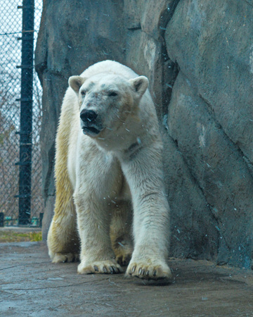 Polar Bearの写真素材
