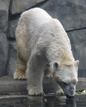 Polar Bearの写真素材