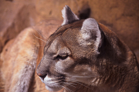 Mountain Lionの写真素材
