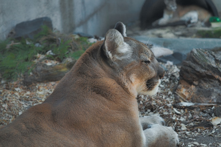 Mountain Lionの写真素材