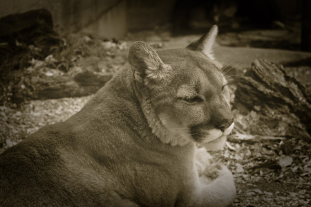Mountain Lionの写真素材