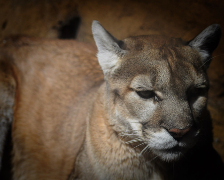 Mountain Lionの写真素材