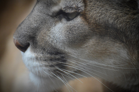 Mountain Lionの写真素材