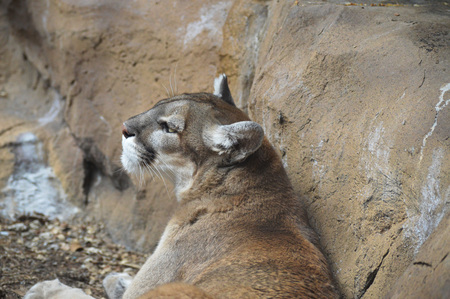 Mountain Lionの写真素材