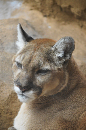 Mountain Lion