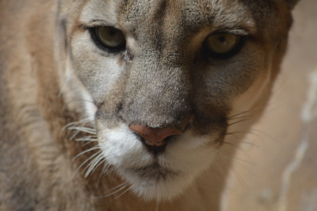 Mountain Lion